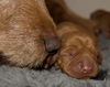 Basset Fauve de Bretagne fokker