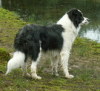 Border Collie fokker
