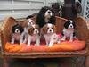 Cavalier King Charles Spaniel fokker