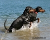 Dobermann fokker