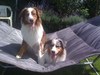 Australian Shepherd fokker