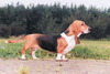 Basset Artesien Normand fokker
