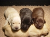 Labrador fokker