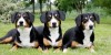 Entlebucher Sennenhond fokker