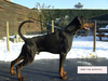 Dobermann fokker