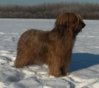 Briard fokker