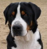 Grote Zwitserse Sennenhond fokker