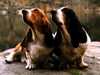 Basset Hound fokker