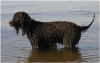 Ierse Waterspaniel fokker