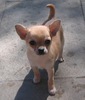Chihuahua fokker