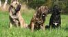 Fila Brasileiro fokker