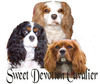 Cavalier King Charles Spaniel fokker