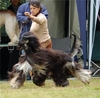 Afghaanse Windhond fokker