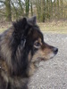 Finse Lappenhond fokker