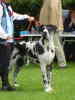 Duitse Dog fokker