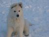 Berger Blanc Suisse fokker