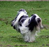 Tibetaanse Terrier fokker