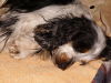 Engelse Cocker Spaniel fokker
