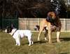 Bullmastiff fokker