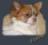 Chihuahua fokker