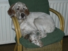 Engelse Cocker Spaniel fokker