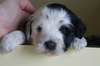 Tibetaanse Terrier fokker