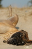 Duitse Dog fokker