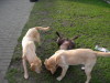 Labrador fokker