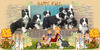 Bearded Collie fokker