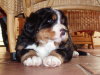 Berner Sennenhond fokker