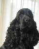 Engelse Cocker Spaniel fokker