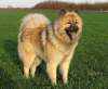 Eurasier fokker