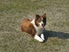 Border Collie fokker