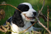 Engelse Cocker Spaniel fokker