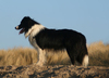Border Collie fokker