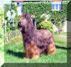 Briard fokker