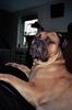 Bullmastiff fokker