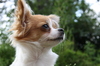 Chihuahua fokker