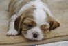 Cavalier King Charles Spaniel fokker