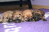 Cairn Terrier fokker