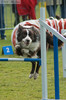 Border Collie fokker
