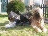 Briard fokker