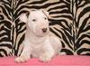 Bull Terrier fokker