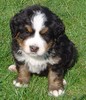 Berner Sennenhond fokker