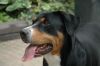 Grote Zwitserse Sennenhond fokker
