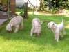 Irish Softcoated Wheaten Terriër fokker
