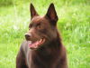 Australian Kelpie fokker