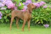 Duitse Pinscher fokker