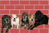 Cane Corso Italiano fokker