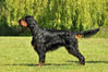 Gordon Setter fokker
